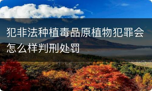 犯非法种植毒品原植物犯罪会怎么样判刑处罚