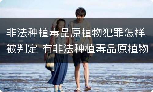 非法种植毒品原植物犯罪怎样被判定 有非法种植毒品原植物罪吗