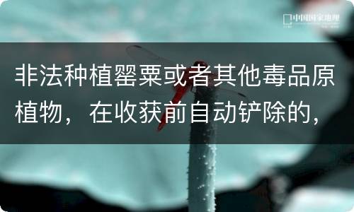 非法种植罂粟或者其他毒品原植物，在收获前自动铲除的，是否可以免除处罚