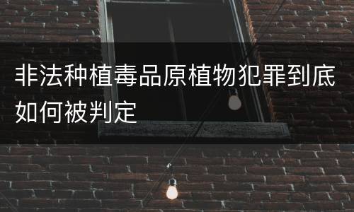 非法种植毒品原植物犯罪到底如何被判定