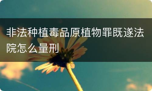 非法种植毒品原植物罪既遂法院怎么量刑