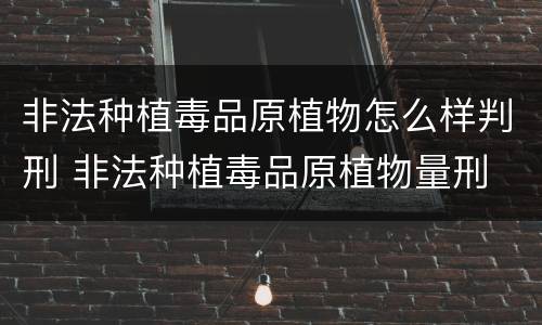 非法种植毒品原植物怎么样判刑 非法种植毒品原植物量刑
