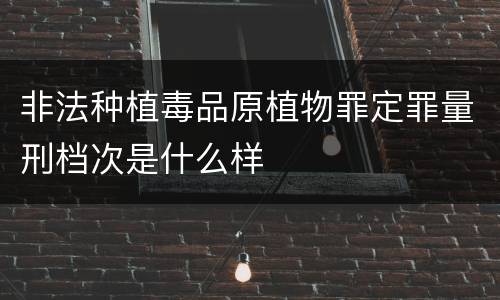 非法种植毒品原植物罪定罪量刑档次是什么样