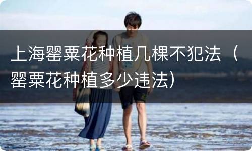 上海罂粟花种植几棵不犯法（罂粟花种植多少违法）