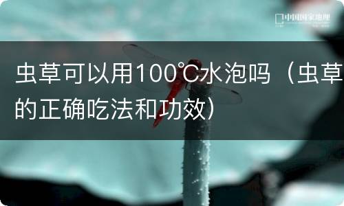 虫草可以用100℃水泡吗（虫草的正确吃法和功效）