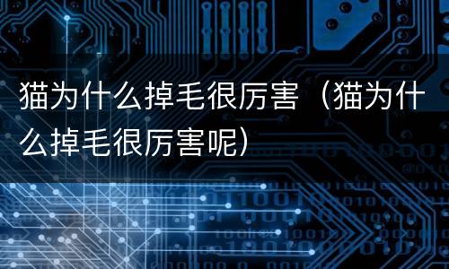 猫为什么掉毛很厉害（猫为什么掉毛很厉害呢）