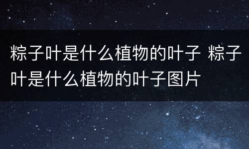 粽子叶是什么植物的叶子 粽子叶是什么植物的叶子图片