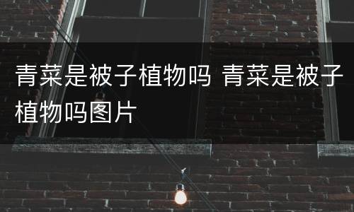 青菜是被子植物吗 青菜是被子植物吗图片