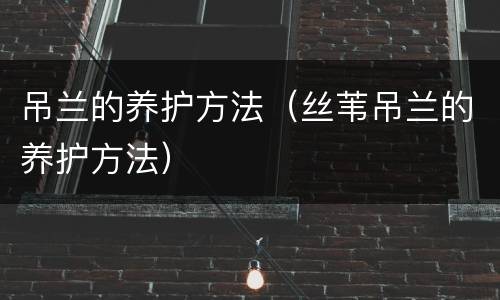 吊兰的养护方法（丝苇吊兰的养护方法）