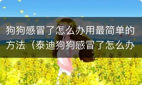 狗狗感冒了怎么办用最简单的方法（泰迪狗狗感冒了怎么办用最简单的方法）