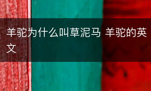 羊驼为什么叫草泥马 羊驼的英文