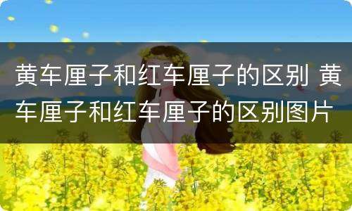 黄车厘子和红车厘子的区别 黄车厘子和红车厘子的区别图片