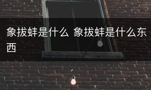 象拔蚌是什么 象拔蚌是什么东西