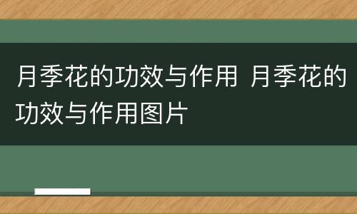 月季花的功效与作用 月季花的功效与作用图片
