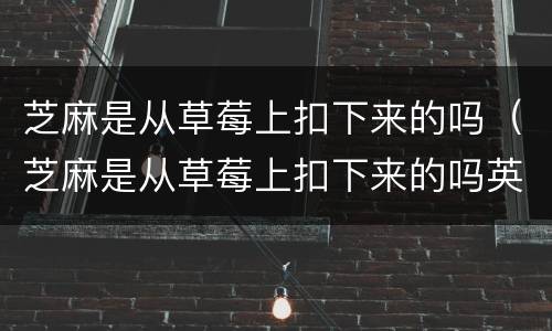 芝麻是从草莓上扣下来的吗（芝麻是从草莓上扣下来的吗英语）