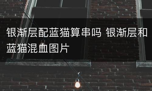 银渐层配蓝猫算串吗 银渐层和蓝猫混血图片