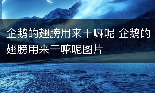 企鹅的翅膀用来干嘛呢 企鹅的翅膀用来干嘛呢图片
