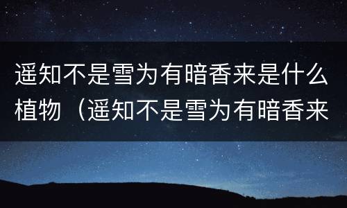 遥知不是雪为有暗香来是什么植物（遥知不是雪为有暗香来是什么植物的香气）