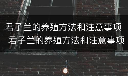 君子兰的养殖方法和注意事项 君子兰的养殖方法和注意事项视频