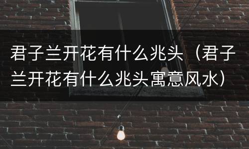 君子兰开花有什么兆头（君子兰开花有什么兆头寓意风水）
