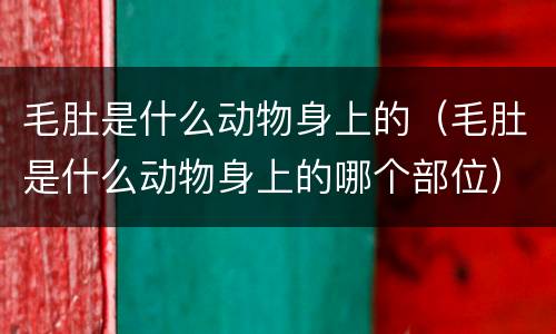 毛肚是什么动物身上的（毛肚是什么动物身上的哪个部位）