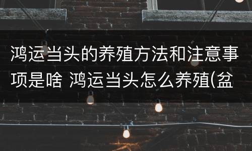 鸿运当头的养殖方法和注意事项是啥 鸿运当头怎么养殖(盆景?
