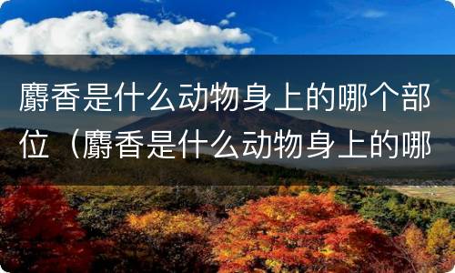 麝香是什么动物身上的哪个部位（麝香是什么动物身上的哪个部位图片）