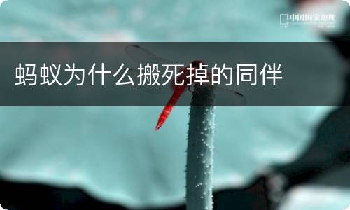 蚂蚁为什么搬死掉的同伴