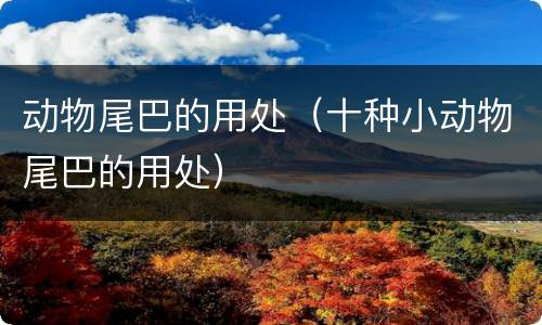 动物尾巴的用处（十种小动物尾巴的用处）