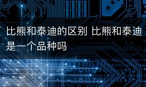 比熊和泰迪的区别 比熊和泰迪是一个品种吗