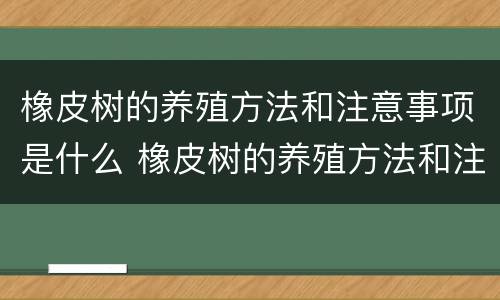 橡皮树的养殖方法和注意事项是什么 橡皮树的养殖方法和注意事项有哪些
