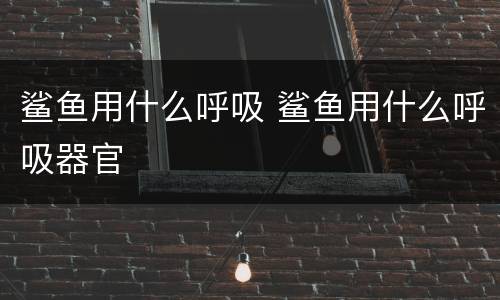 鲨鱼用什么呼吸 鲨鱼用什么呼吸器官