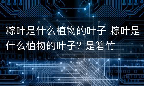 粽叶是什么植物的叶子 粽叶是什么植物的叶子? 是箬竹