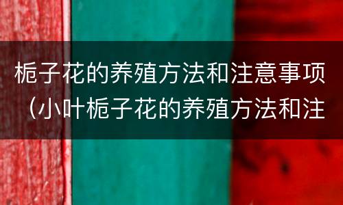 栀子花的养殖方法和注意事项（小叶栀子花的养殖方法和注意事项）