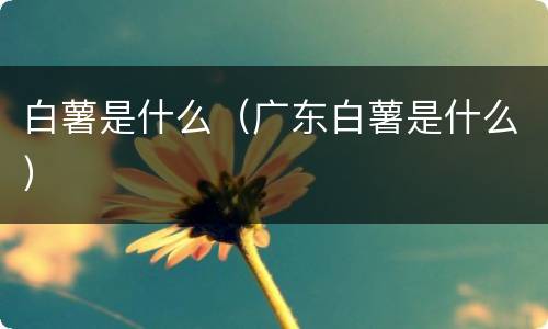 白薯是什么（广东白薯是什么）