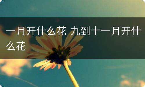 一月开什么花 九到十一月开什么花
