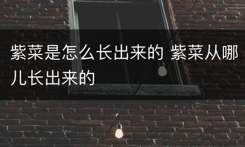 紫菜是怎么长出来的 紫菜从哪儿长出来的