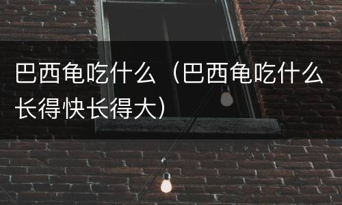 巴西龟吃什么（巴西龟吃什么长得快长得大）
