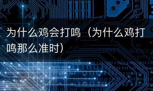 为什么鸡会打鸣（为什么鸡打鸣那么准时）