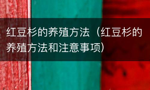红豆杉的养殖方法（红豆杉的养殖方法和注意事项）