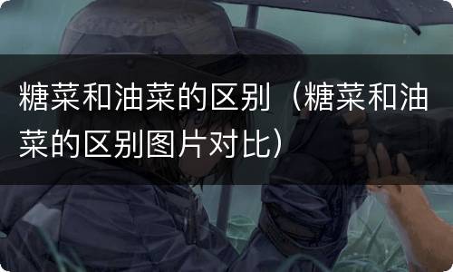 糖菜和油菜的区别（糖菜和油菜的区别图片对比）