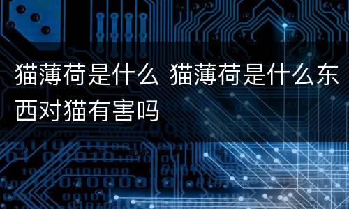 猫薄荷是什么 猫薄荷是什么东西对猫有害吗
