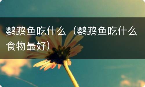 鹦鹉鱼吃什么（鹦鹉鱼吃什么食物最好）