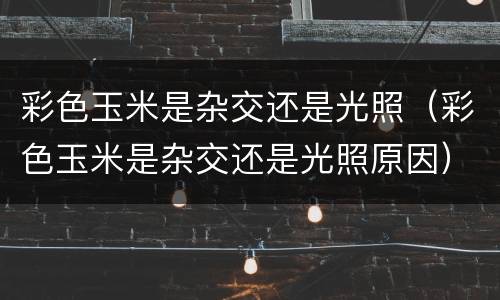 彩色玉米是杂交还是光照（彩色玉米是杂交还是光照原因）