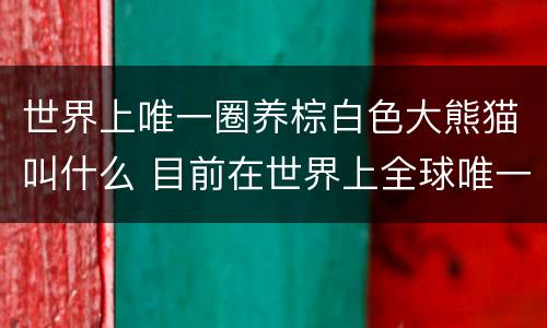 世界上唯一圈养棕白色大熊猫叫什么 目前在世界上全球唯一圈养棕白色大熊猫叫什么