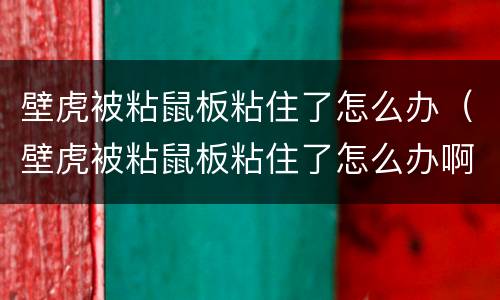 壁虎被粘鼠板粘住了怎么办（壁虎被粘鼠板粘住了怎么办啊）