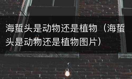 海蜇头是动物还是植物（海蜇头是动物还是植物图片）
